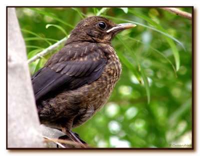 Baby Blackbird.jpg
