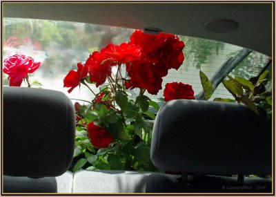 Roses in the Car.jpg