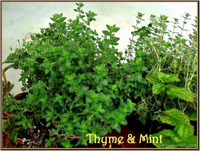 Thyme & Mint.jpg
