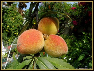 Our Peaches.jpg