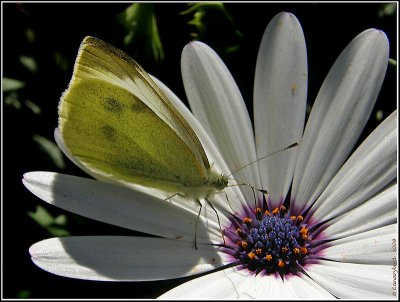Moth on Osteospermum.jpg