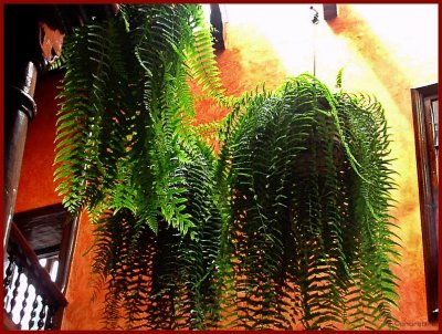 64 Hanging Ferns.jpg