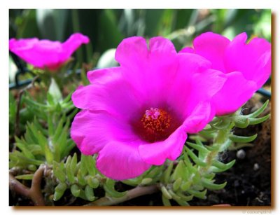 Portulaca Grandiflora.jpg