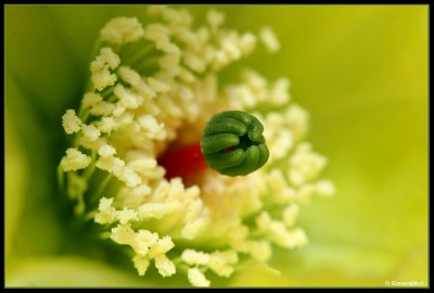 Opuntia Cactus Bloom.jpg