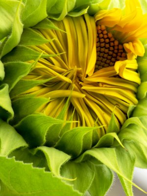 culvers_sunflowers