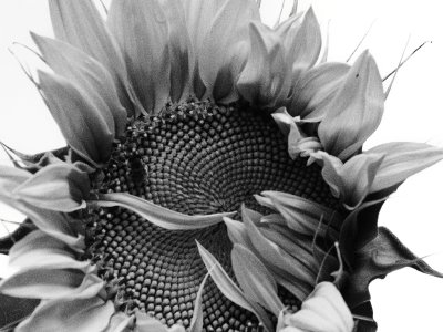 culvers_sunflowers