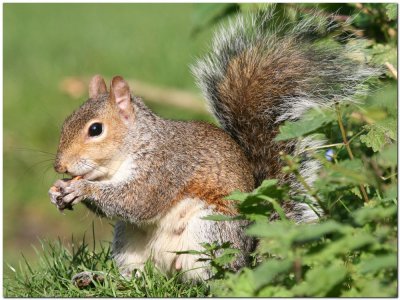 Grey Squirrel