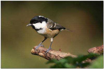 Coal Tit