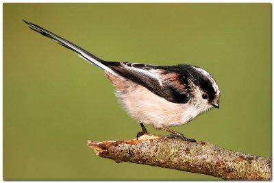  Long Tailed Tit