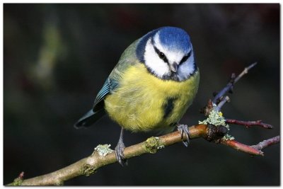 Blue Tit 3276