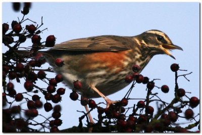 Redwing 3711crop