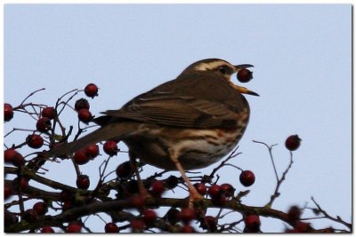 Redwing 3870 crop