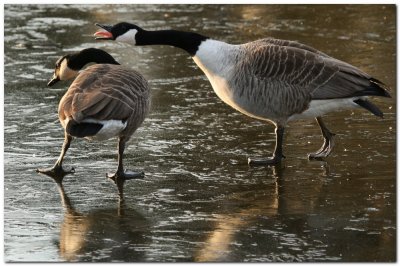 Canadian Geese.jpg