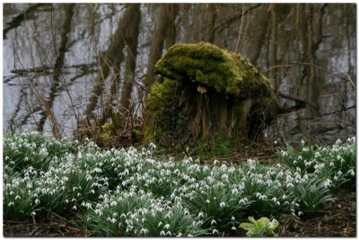 Snow drops2