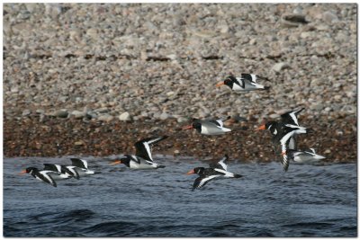 Oyster catchers 7372