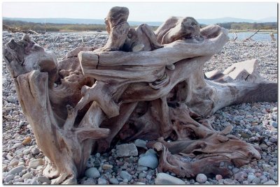 Driftwood