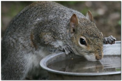 Drinking Squirrel 0091