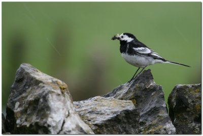 Pied Wagtail  0629