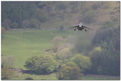 Harrier GR7A  ZD376 distant