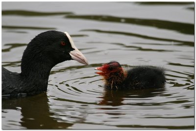 Coot and chick