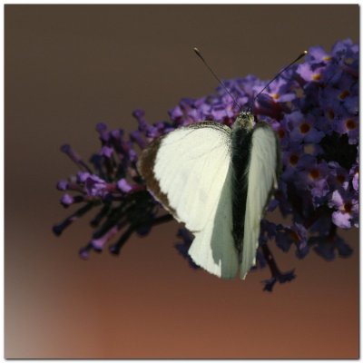Large White Butterfly 4254.JPG