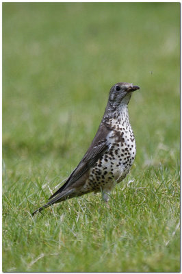 Mistle Thrush  1922