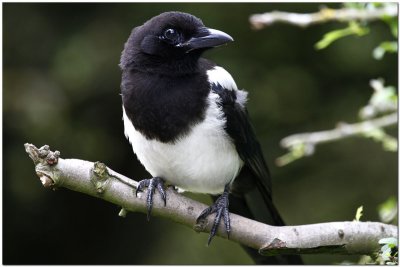 Juv Magpie  3214.JPG