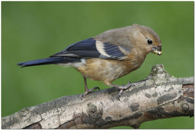 Bullfinch Juv 0339.jpg