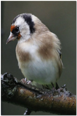 Goldfinch J1752 @ ISO 2500