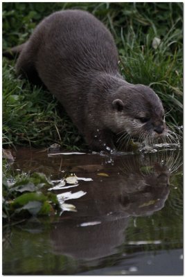 Asian short-clawed Otter   2528