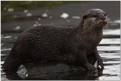 Asian short-clawed Otter   2535