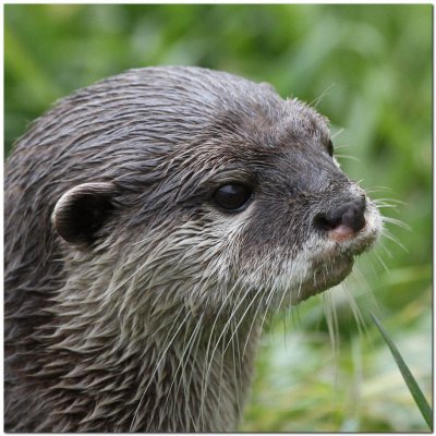 Asian short-clawed Otter  2621