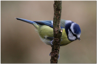 Blue tit   3008.