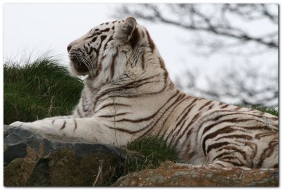 White Tiger _6725