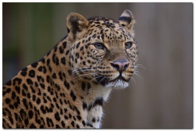 Leopard_6865