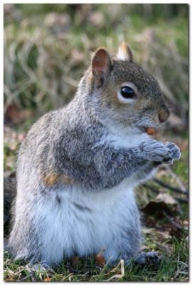 Grey Squirrel   8045