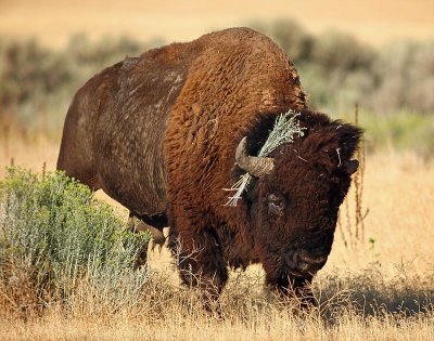 buffalo upload.jpg