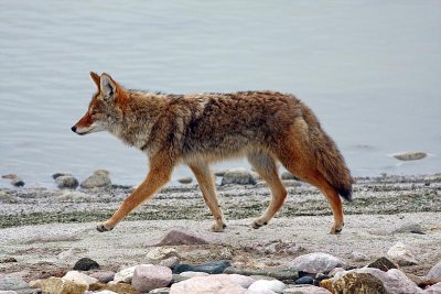 coyote1.jpg