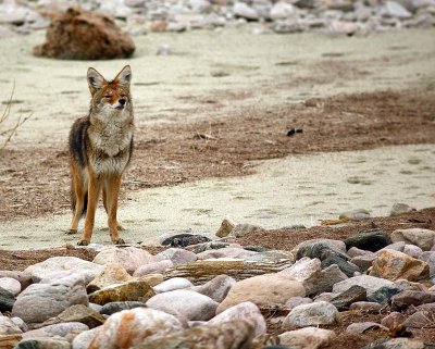 coyote6.jpg