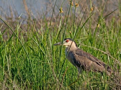 Black-capped night heron.jpg