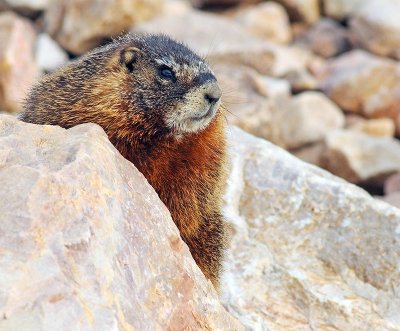 marmot.jpg