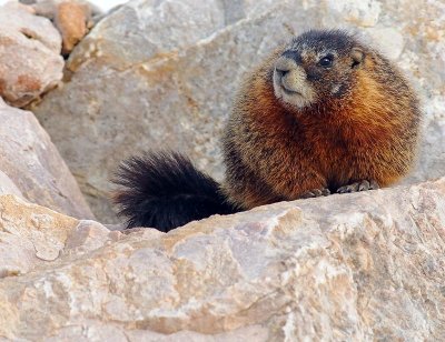 marmot2.jpg