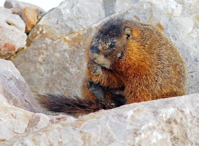 marmot3.jpg