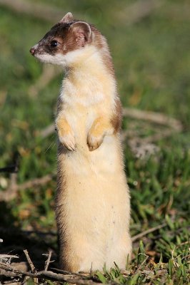 ermine4.jpg