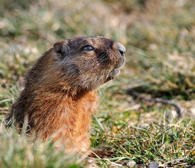 marmotheadshot.jpg