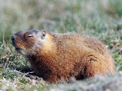 snoozinmarmot.jpg