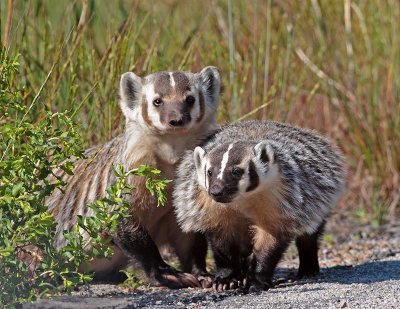 badger.jpg