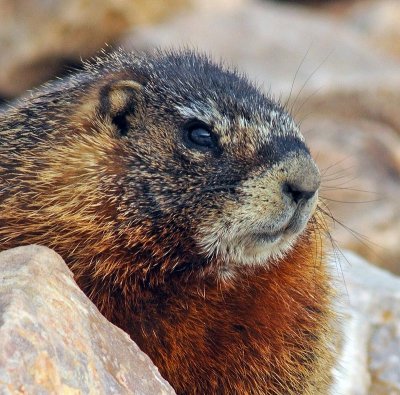 marmotclose.jpg