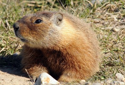 marmot.jpg