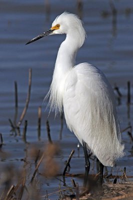 egret.jpg